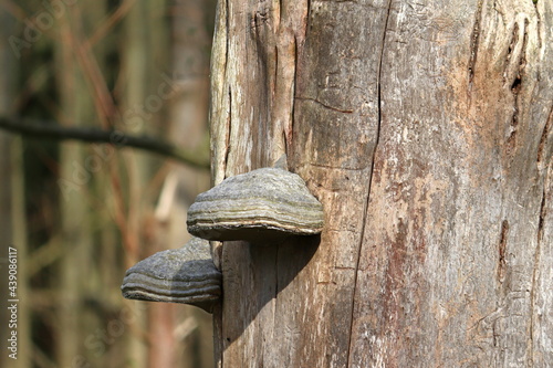 hub, a fungus that grows in an old tree