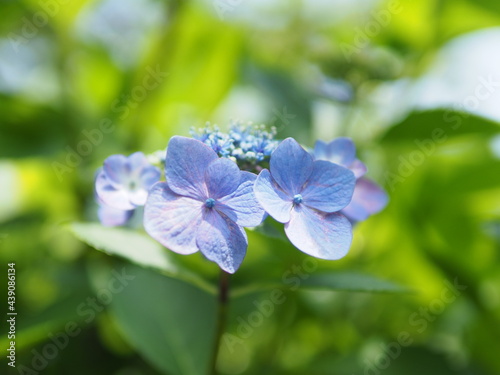 Wallpaper Mural 紫陽花 Torontodigital.ca