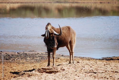 wildebeest-1