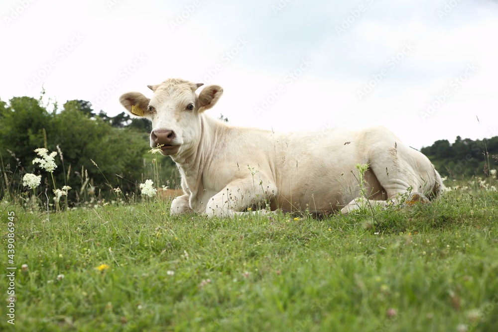 brown cow spreading in the meadow brown cow spreading in the meadow