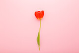 One fresh bright red tulip on light pink table background. Pastel color. Beautiful flower. Closeup. Top down view.