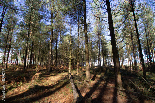 pine woodland with the early morning sun and long shadows