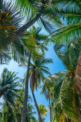 Coconut trees on coconut tree with sky in the background