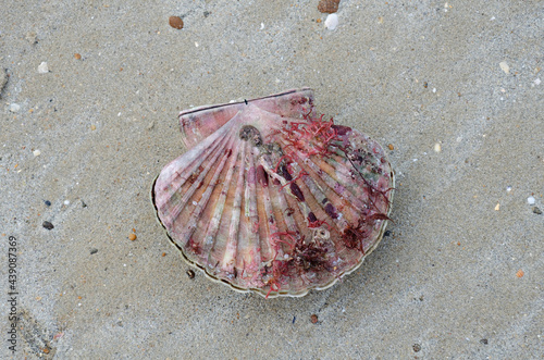 Algues ou coquillages échoués sur une plage de Normandie photo