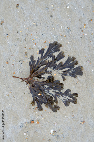 Algues ou coquillages échoués sur une plage de Normandie photo