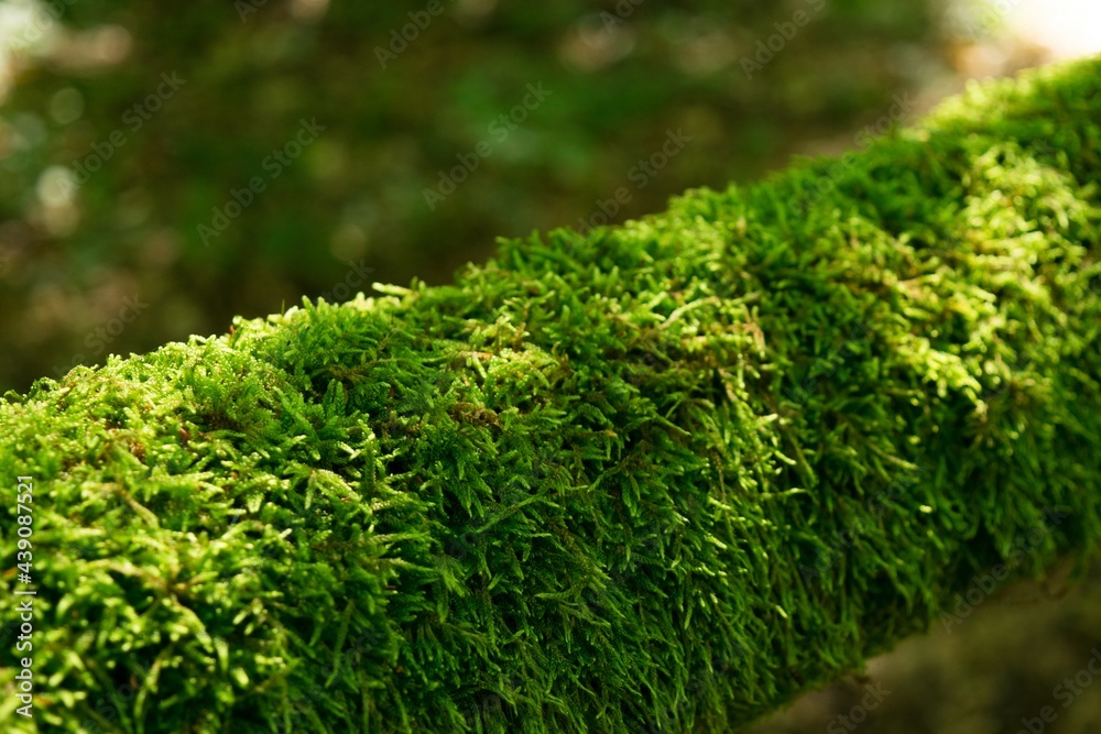 Background of moss growing on a log in forest Background of moss growing on a log in forest