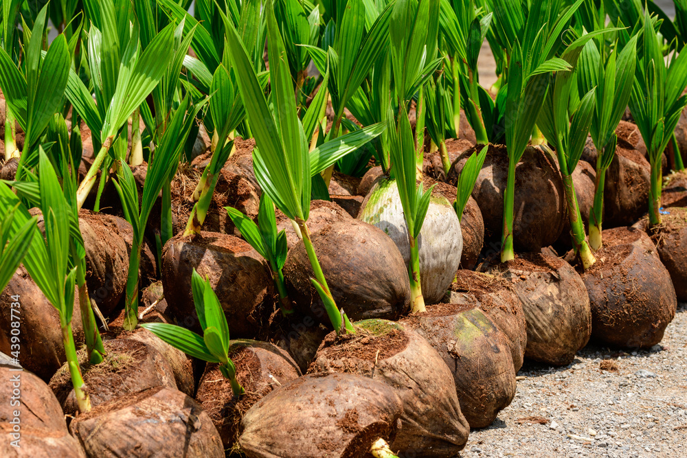 The seedlings of the coconut trees that are neatly laid out after being removed from the plot. Small coconut tree. The seedlings of the coconut trees that are neatly laid out after being removed from the plot. Small coconut tree.