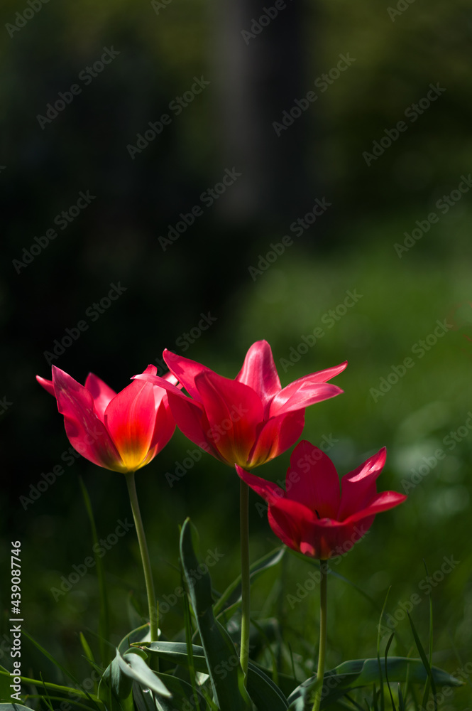 Red tulips on a green background. Three red tulips. Morning light.
