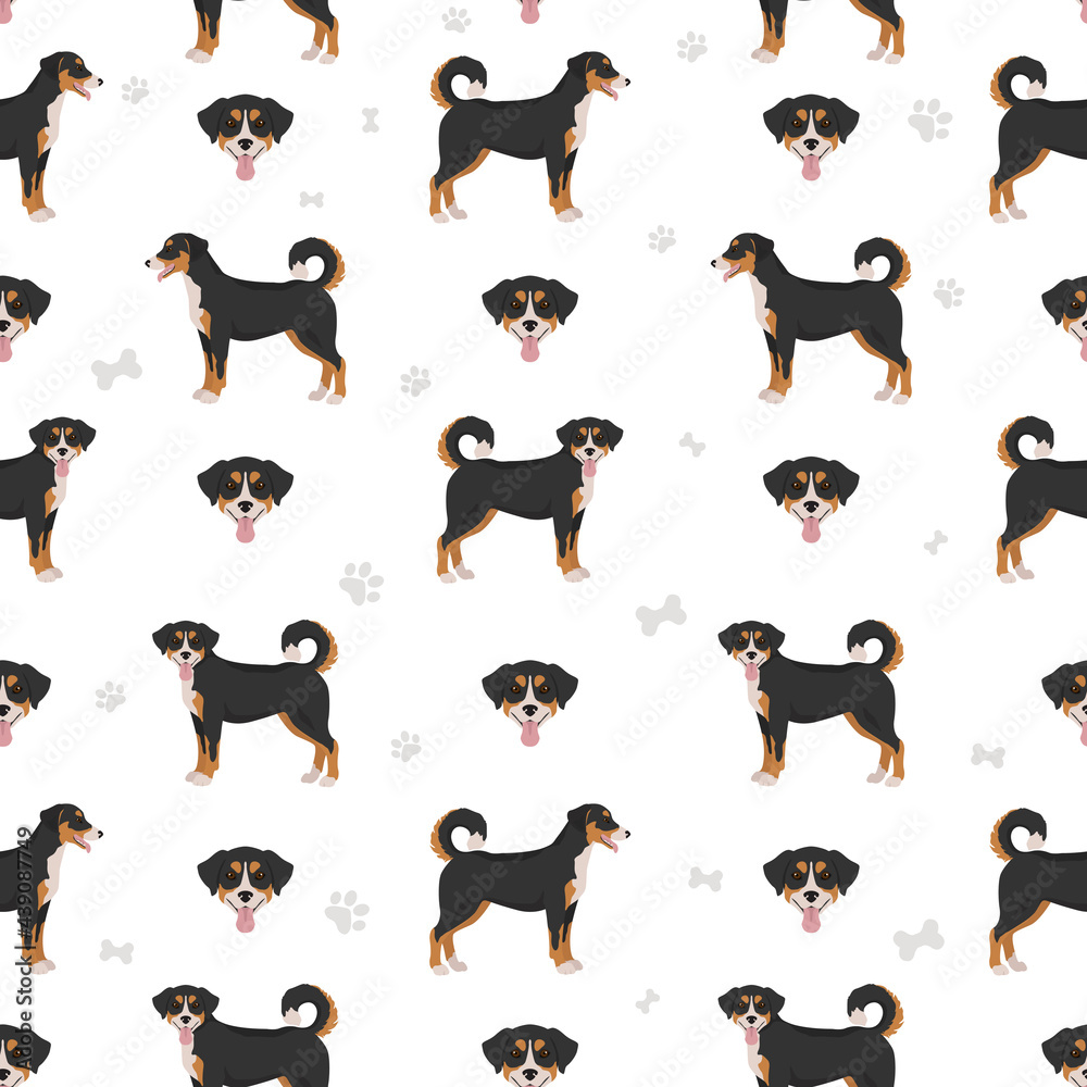 Appenzeller sennenhund all colours seamless pattern. Different coat colors and poses set.