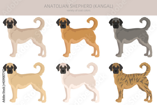 Anatolian shepherd all colours clipart. Different coat colors and poses set