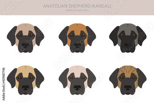 Anatolian shepherd all colours clipart. Different coat colors and poses set
