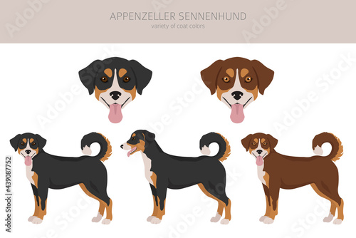 Appenzeller sennenhund all colours clipart. Different coat colors and poses set.