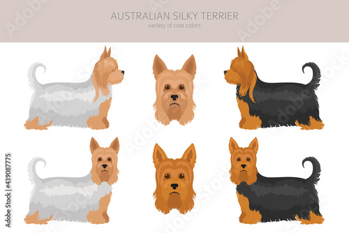 Australian silky terrier all colours clipart. Different coat colors and poses set photo