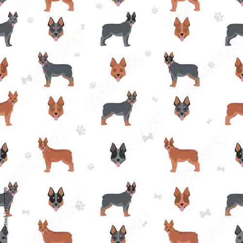 Australian stumpy tail cattle dog all colours seamless pattern. Different coat colors and poses set