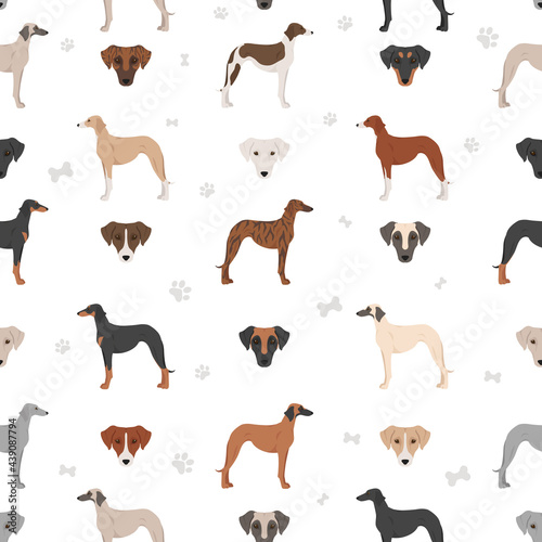 Azawakh all colours clipart. Different coat colors and poses set
