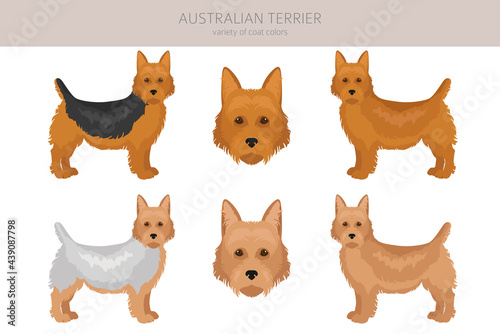 Australian terrier all colours clipart. Different coat colors and poses set.