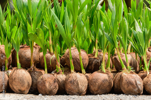 The seedlings of the coconut trees that are neatly laid out after being removed from the plot. Small coconut tree.