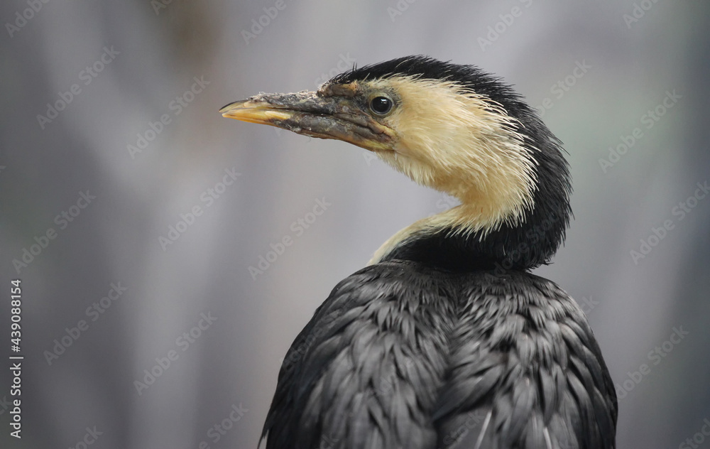 Fototapeta premium portrait of cormorant from close up