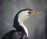 portrait of a cormorant with bokeh background