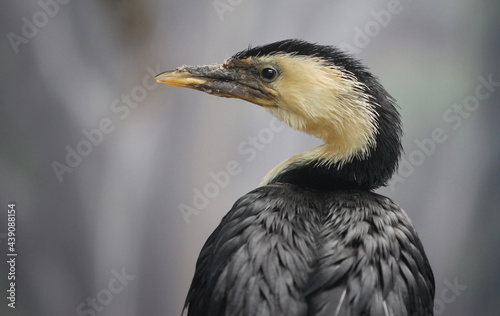 portrait of cormorant from close up