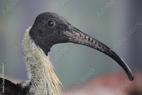 straw-necked ibis from close up