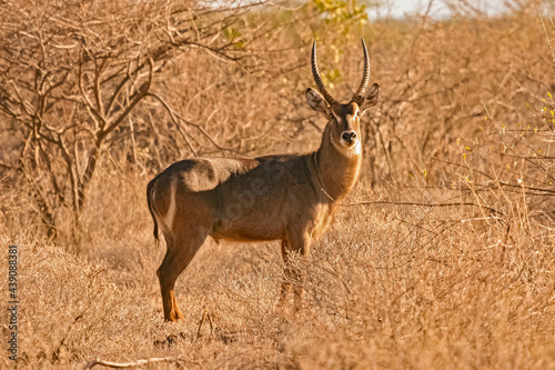 Cobe    croissant Kobus ellipsiprymnus Antilope Waterbuck Afrique Kenya