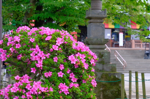 Fototapeta Naklejka Na Ścianę i Meble -  小江戸川越の初夏　喜多院にサツキや紫陽花が咲くころ