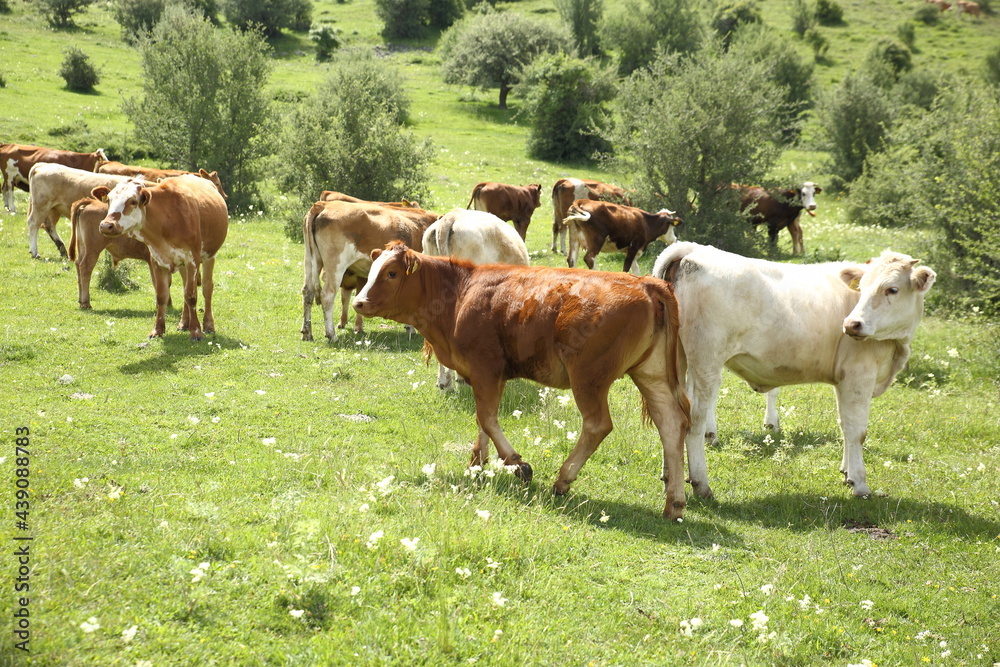 brown cow spreading in the meadow