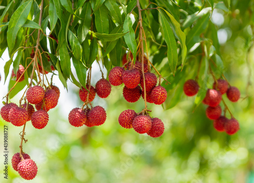 Lychees on the tree,Close up of lychee fruit,Fresh Lychee Fruits