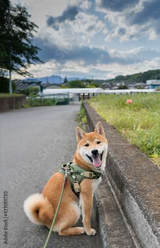 Cute shiba inu sweet smile face looking at camera and sitting on street road outdoor. photo