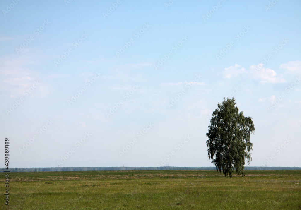birch-tree in the field against blue sky birch-tree in the field against blue sky
