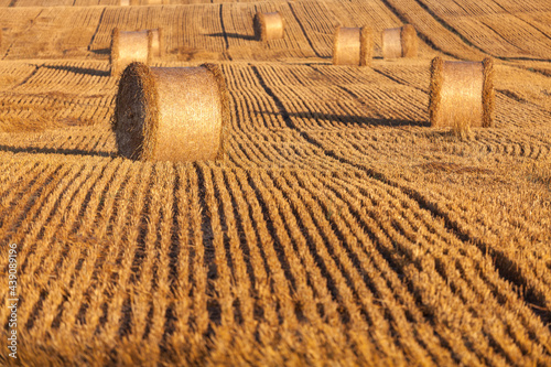 Fototapeta Naklejka Na Ścianę i Meble -  View of the Masurian fields.