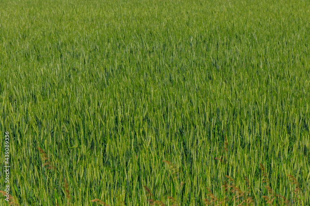 Field of the young green wheat closeup