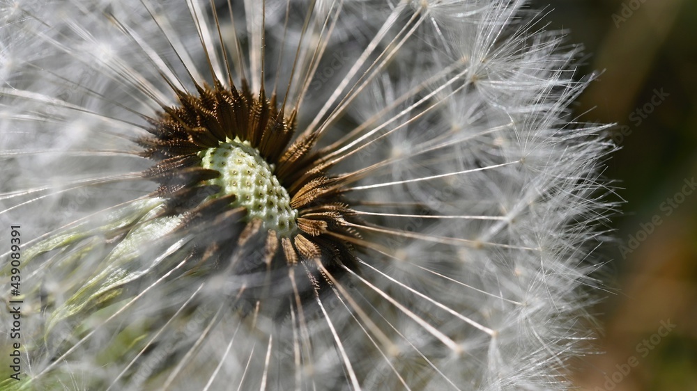 Fototapeta premium Beautiful close-up macro shot of a dandelion. Natural colour background.
