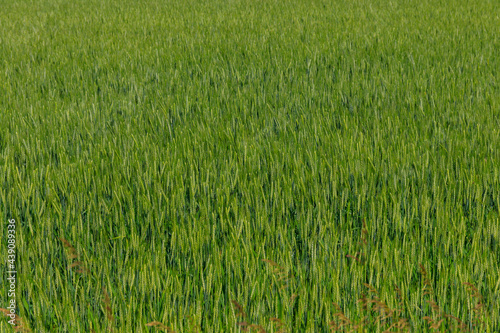 Field of the young green wheat closeup