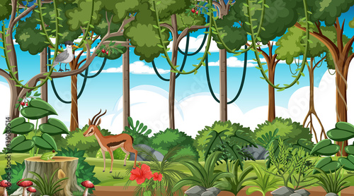 Photography Rainforest at daytime scene with different wild animals