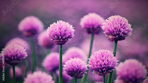 Beautiful flowering purple plant - chives. Natural colorful background in sunny and summer day. Allium schoenoprasum 