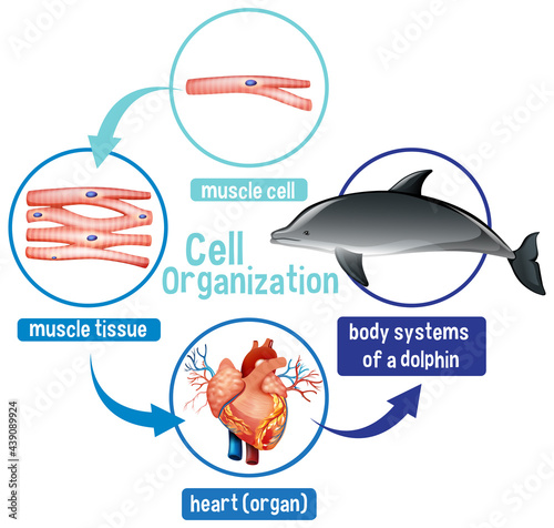 Diagram showing cell organization in a dolphin