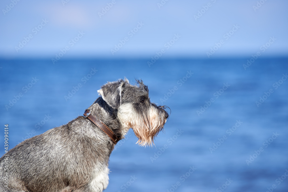 profile of miniature schnauzer puppy on water background