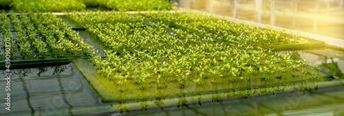 Salad sprout vegetable in the hydroponic garden farm, healthy organic agriculture cultivation photo