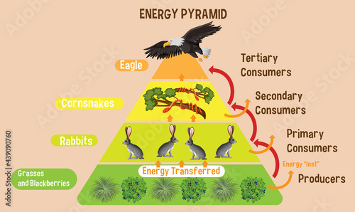 Diagram showing energy pyramid for education