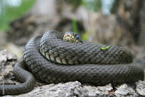 Grass snake (Natrix natrix), sometimes called the ringed snake or water snake