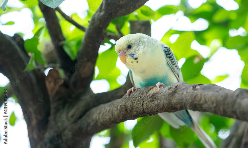 Parrots perched on tree branches in the garden with colorful plumage are intelligent pets close to humans Parrots perched on tree branches in the garden with colorful plumage are intelligent pets close to humans