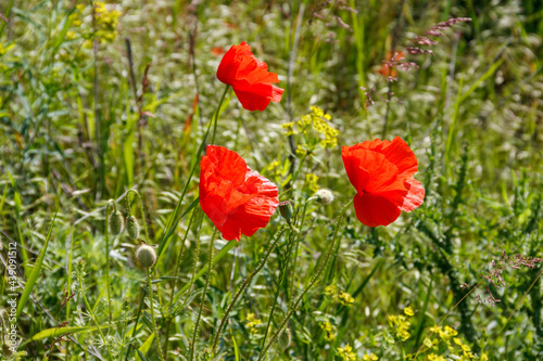 Red poppy flowers on the green meadow