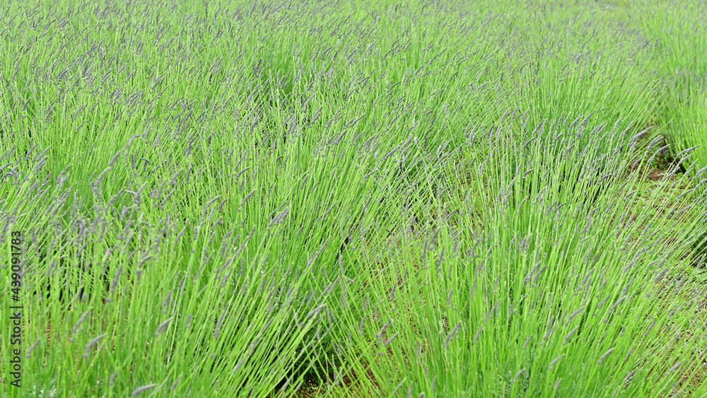 The smell of lavender has a calming effect