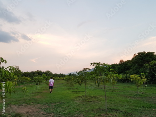 person walking on the orchard