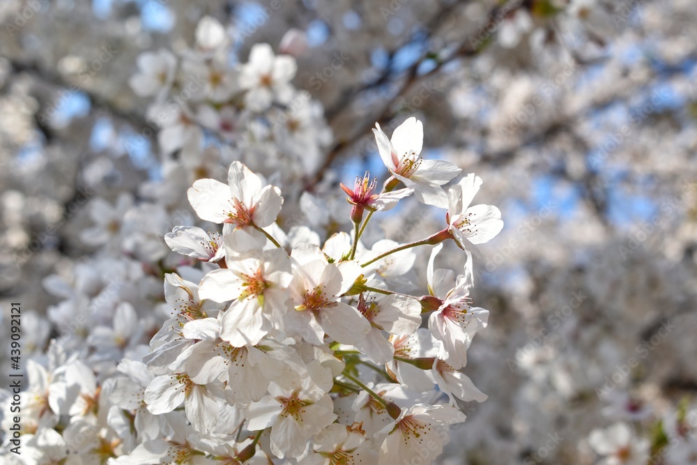 White Sakura or White Cherry Blossom flower full bloom and blue sky at South Korea in spring, Wallpaper Background. White Sakura or White Cherry Blossom flower full bloom and blue sky at South Korea in spring, Wallpaper Background.