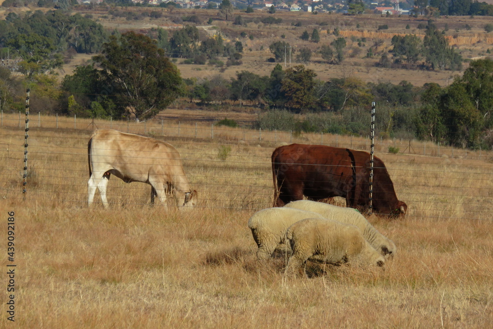 A herd of cows and sheep grazing on dull brown grass fields with a beautiful scenic farm landscape in the background with scattered green trees