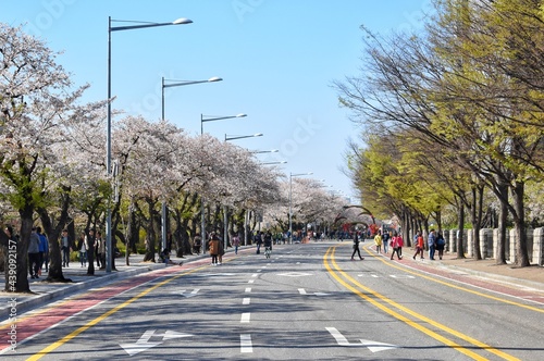 Obraz na płótnie Yunjunro Street in Yeouido Park, behind the National Assembly Building. This area is famous for being the most picturesque cherry blossom street in Seoul. w salonie