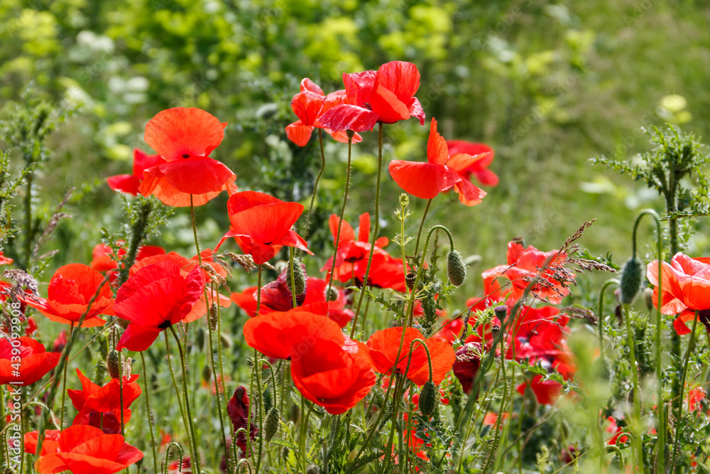 Fototapeta premium Red poppy flowers on the green meadow